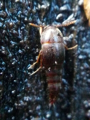 Sepedophilus