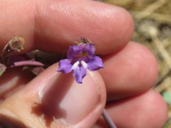 Penstemon caesius