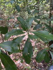 Cartrema americana
