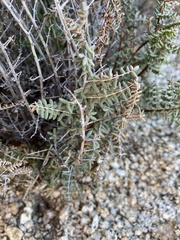 Pellaea mucronata mucronata