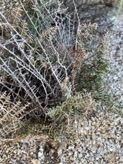 Pellaea mucronata mucronata