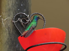 Campylopterus falcatus