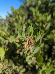 Arctostaphylos virgata