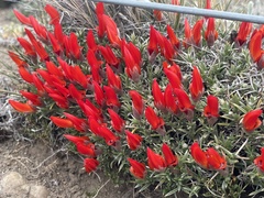 Anarthrophyllum desideratum