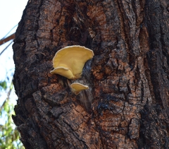 Laetiporus gilbertsonii