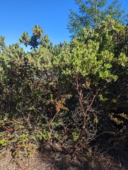 Arctostaphylos virgata