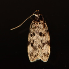 Barea nymphica