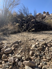 Eriogonum plumatella