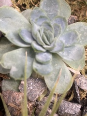 Echeveria elegans