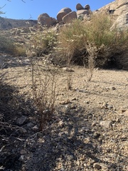 Eriogonum plumatella