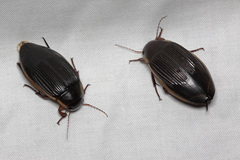 Dytiscus dimidiatus