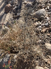 Eriogonum plumatella