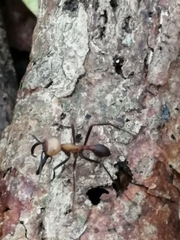 Eciton burchellii