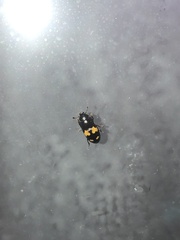 Glischrochilus fasciatus