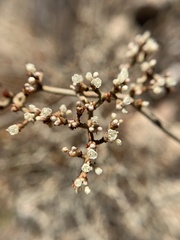 Eriogonum plumatella