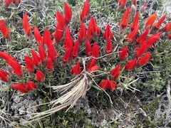 Anarthrophyllum desideratum