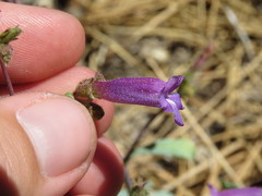 Penstemon caesius