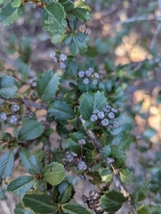 Ceanothus gloriosus exaltatus