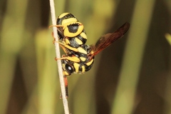 Leucospis gigas