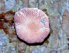 Gymnopilus subpurpuratus
