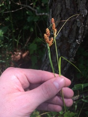 Carex caroliniana