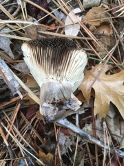 Russula densifolia