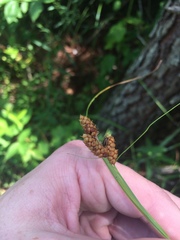 Carex caroliniana