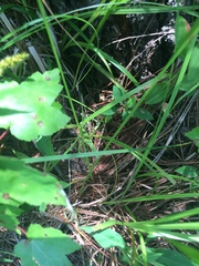 Carex caroliniana