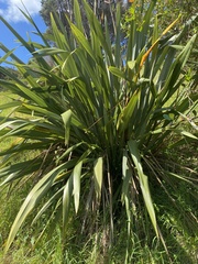 Phormium cookianum