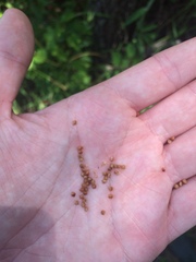 Carex caroliniana