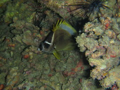 Johnrandallia nigrirostris