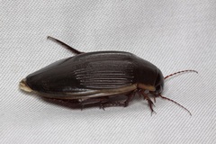 Dytiscus dimidiatus