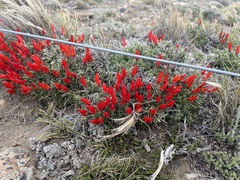 Anarthrophyllum desideratum