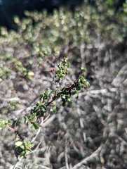 Ceanothus foliosus foliosus