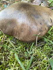 Suillus salmonicolor