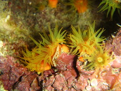 Tubastraea coccinea