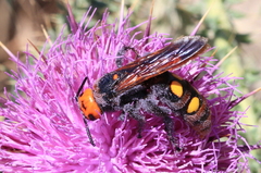 Megascolia maculata