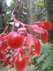 Begonia radicans
