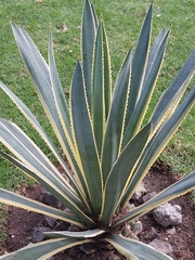 Agave