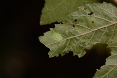 Heterogenea shurtleffi