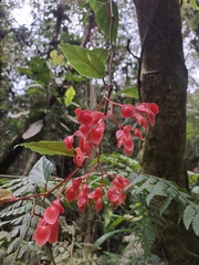 Begonia radicans