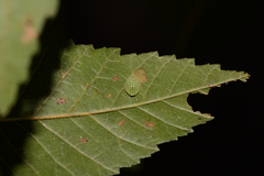 Heterogenea shurtleffi