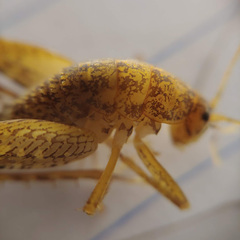 Pristoceuthophilus pacificus