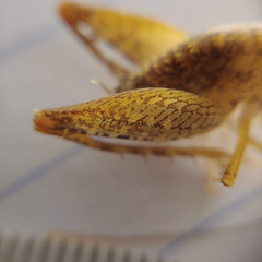 Pristoceuthophilus pacificus