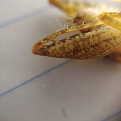 Pristoceuthophilus pacificus