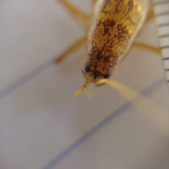 Pristoceuthophilus pacificus