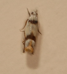 Iulactis insignis