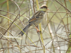 Spizella pallida