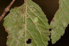 Heterogenea shurtleffi