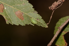 Heterogenea shurtleffi